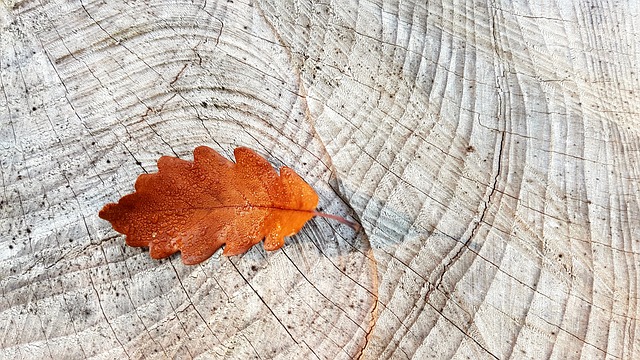 dubový list na dřevě.jpg
